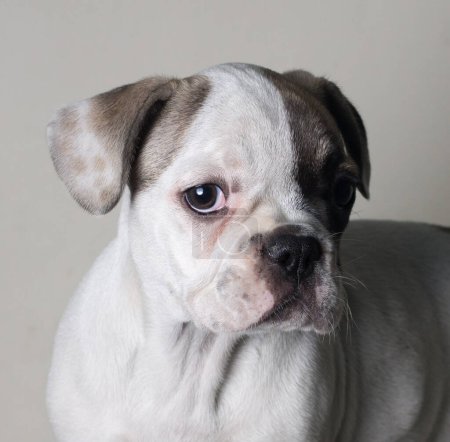 Photo for Beautiful Close-up portrait of bulldog french in shadow looking - Royalty Free Image