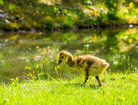 Foto de Retrato de cerca de un ganso cacareando gosling en el lado del agua, pato juvenil, especie de ave tropical de América - Imagen libre de derechos