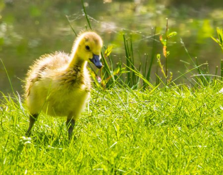 Téléchargez les photos : Goéland cajolant debout dans l'herbe, adorable canard juvénile, oiseau d'eau tropicale espèce américaine - en image libre de droit