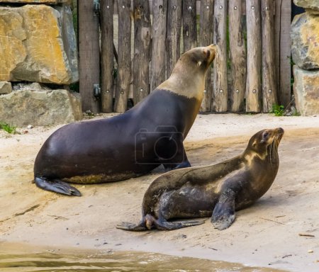 Photo for Couple of california sea lions at the water side, tropical eared seal specie from America - Royalty Free Image