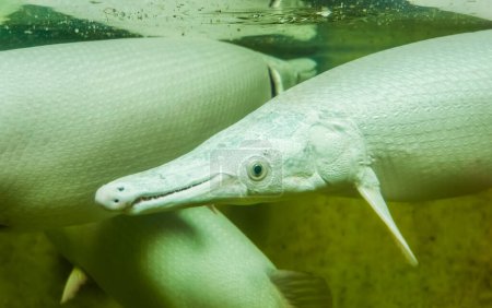 Foto de Cocodrilo gar en primer plano, peces tropicales divertidos con un hocico largo, especies de peces exóticos de América, mascota popular acuario - Imagen libre de derechos