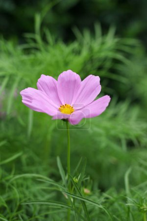 Téléchargez les photos : Galsang fleur vue rapprochée - en image libre de droit