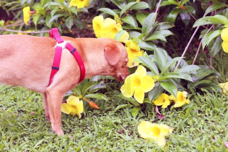Téléchargez les photos : Chien reniflant fleurs jaunes dans le jardin - en image libre de droit