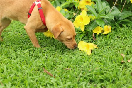 Téléchargez les photos : Labrador chiot récupérateur avec fleur jaune dans le jardin - en image libre de droit