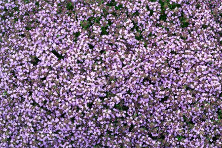 Foto de La cubierta del suelo floreciendo flores púrpuras tomillo serpyllum en una cama en el jardín - Imagen libre de derechos