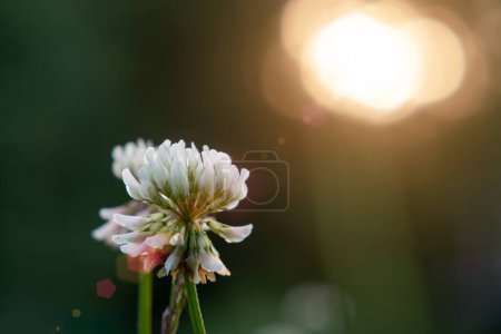 Photo for White creeping clover trefoil on the lawn at sunset close-up - Royalty Free Image