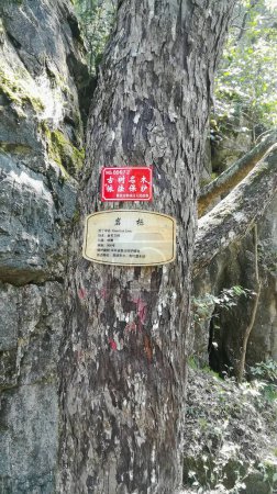 Téléchargez les photos : Tronc d'arbre avec signes en montagne - en image libre de droit