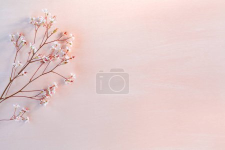 Téléchargez les photos : "Brindilles avec de petites fleurs blanches sur un fond de corail en bois avec de l'espace pour le texte - beau fond floral
" - en image libre de droit