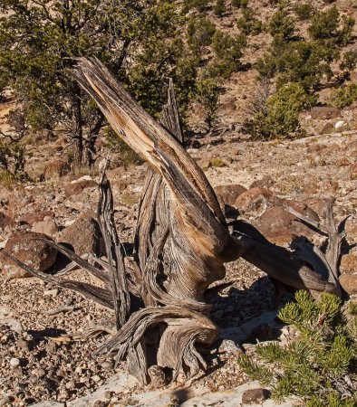 Photo for Dead Juniper in desert - Royalty Free Image