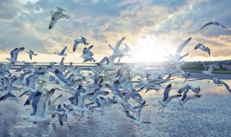 Téléchargez les photos : Mouettes volant au-dessus de l'eau bébé d'un coucher de soleil - en image libre de droit