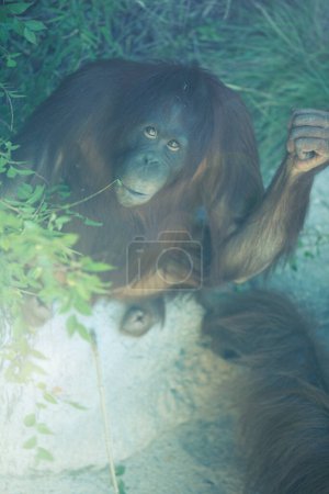 Téléchargez les photos : Orang utan levant les yeux depuis le sol de la jungle - en image libre de droit