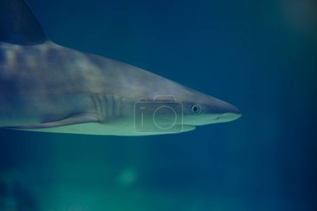 Foto de Tiburón nadando en agua azul - Imagen libre de derechos