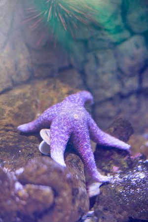 Foto de Estrella de mar en el fondo del océano - Imagen libre de derechos