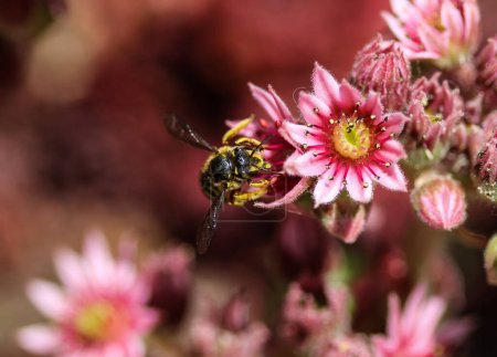 Téléchargez les photos : Anthidium manicatum, communément appelé l'abeille carder de laine européenne - en image libre de droit