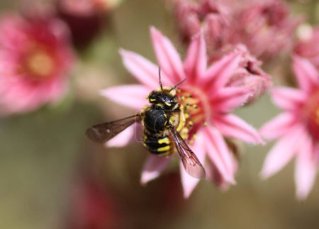 Foto de Anthidium manicatum, comúnmente llamada la abeja carder de lana europea - Imagen libre de derechos