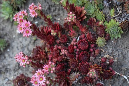 Téléchargez les photos : Fleur commune de Houseleek (Sempervivum tectorum), également connue sous le nom de Poules et poussins, fleurissant au printemps - en image libre de droit