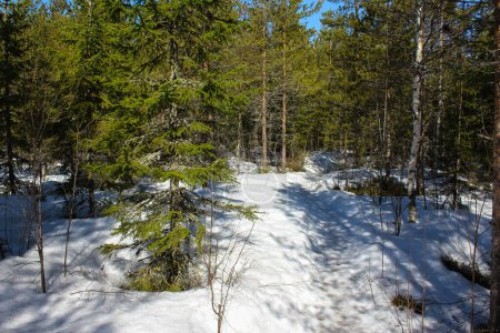 Photo for Boreal forest path, Bjrnlandet National Park, in sweden during winter. Ground is covered with snow - Royalty Free Image