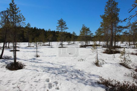 Foto de Sendero forestal boreal, Parque Nacional Bjrnlandet, en Suecia durante el invierno. El suelo está cubierto de nieve - Imagen libre de derechos