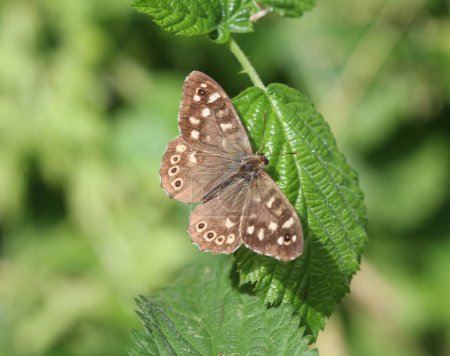 Téléchargez les photos : Papillon en bois moucheté (Pararge aegeria), assis sur une feuille - en image libre de droit