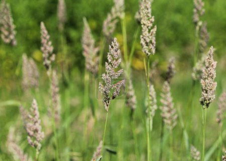 Dactylis glomerata, also known as cock's foot, orchard grass, or cat grass