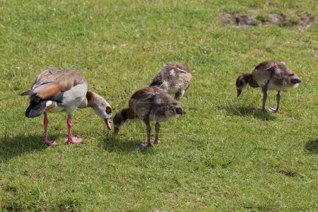 Photo for Couple Egyptian goose (Alopochen aegyptiaca) with their young chicks eating grass - Royalty Free Image