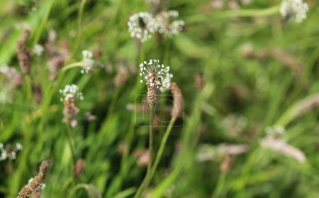 Photo for Plantago lanceolata, It is known by the common names ribwort plantain, narrowleaf plantain, English plantain and ribleaf - Royalty Free Image