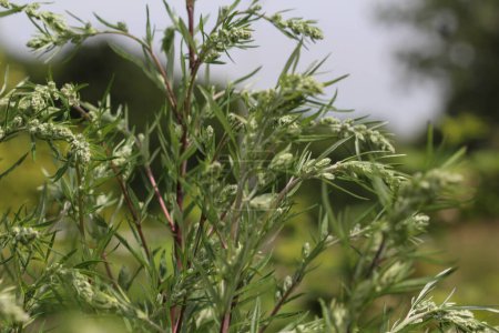 Téléchargez les photos : Artemisia vulgaris, également connu sous le nom d'armoise commune, absinthe riveraine, herbe de felon, herbe chrysanthème, absinthe sauvage. Floraison au printemps - en image libre de droit