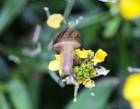 Foto de "El caracol de arboleda o caracol de labio marrón (Cepaea nemoralis) en el jardín
" - Imagen libre de derechos