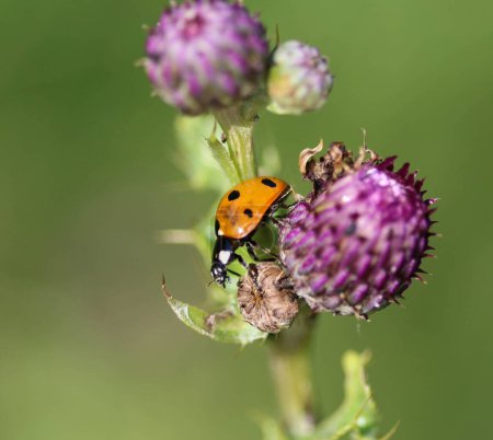 Photo for Detail view of seven-spots ladybird, the most common Ladybug in Europe - Royalty Free Image