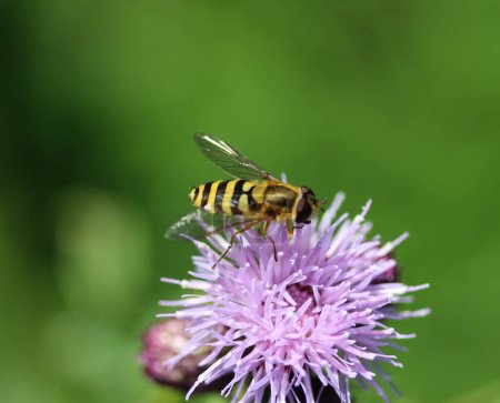 Téléchargez les photos : Syrphus ribesii, une espèce européenne très commune d'hoverfly, assis sur une fleur - en image libre de droit