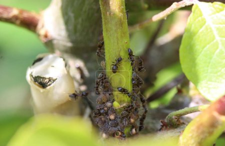 Téléchargez les photos : Colonie de fourmis de jardin noires (Lasius niger), fait un nid dans une plante dans le jardin - en image libre de droit