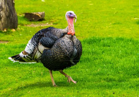 Téléchargez les photos : Gros plan d'une dinde domestique marchant dans l'herbe, oiseau populaire pour les fêtes de Noël et de thanksgiving - en image libre de droit