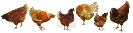 Photo for Breed chickens for eggs - Royalty Free Image