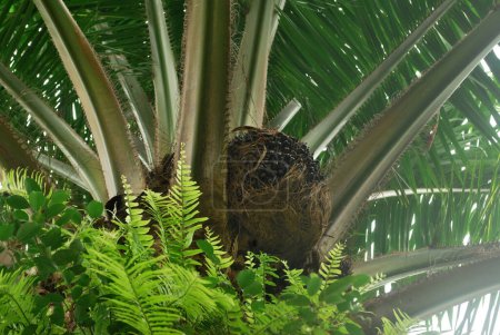 Photo for Plant palm, close up - Royalty Free Image