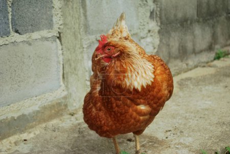 Photo for Egg laying hens, close up - Royalty Free Image