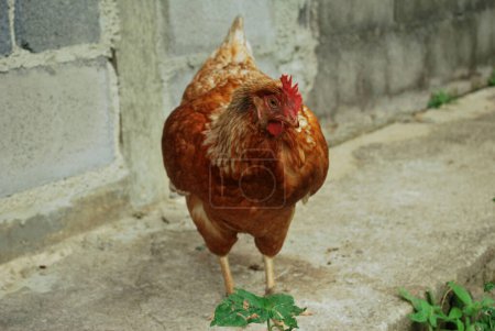 Photo for Chicken on the farm - Royalty Free Image