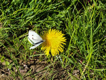 Foto de Pequeña mariposa blanca (Pieris rapae) sobre diente de león - Imagen libre de derechos