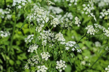 Photo for Cow parsley or wild chervil (Anthriscus sylvestris), blooming during spring - Royalty Free Image