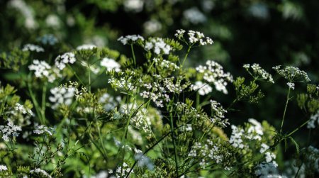 Photo for Cow parsley or wild chervil (Anthriscus sylvestris), blooming during spring - Royalty Free Image