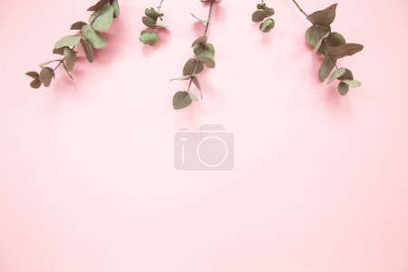 Téléchargez les photos : Branches d'eucalyptus sur fond rose millénaire avec espace de copie - en image libre de droit