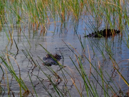 Téléchargez les photos : Alligator Natation dans le parc national des Everglades Floride - en image libre de droit