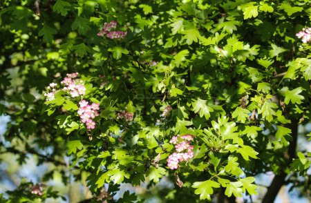 Téléchargez les photos : Fleurs roses d'aubépine du centre du pays, aubépine anglaise (Crataegus laevigata) floraison au printemps - en image libre de droit