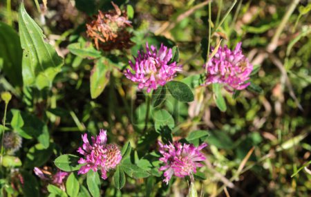 Photo for Red Clover (Trifolium pratense) blooming in spring - Royalty Free Image
