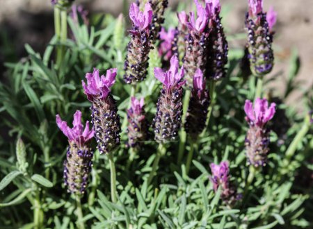Photo for English lavender (Lavandula angustifolia) in garden - Royalty Free Image