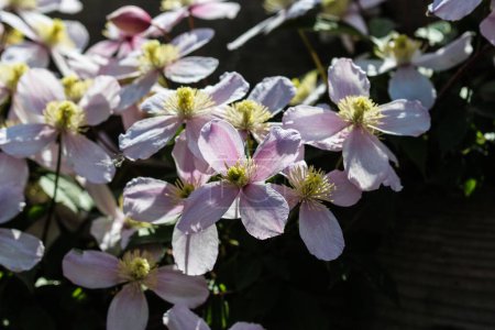 Téléchargez les photos : Himalaya Clematis fleur (Clematis montana) floraison dans le jardin - en image libre de droit