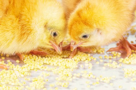 Foto de Pollitos recién nacidos. Pollos amarillos comen mijo
. - Imagen libre de derechos