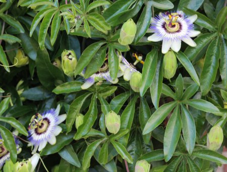 Téléchargez les photos : Passiflora caerulea, la passiflore bleue, la passiflore ou la fleur de la passion commune, fleurissant dans le jardin - en image libre de droit