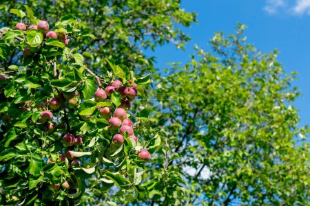 Téléchargez les photos : Branches d'arbres avec des feuilles et des pommes fruits dans le jardin - en image libre de droit