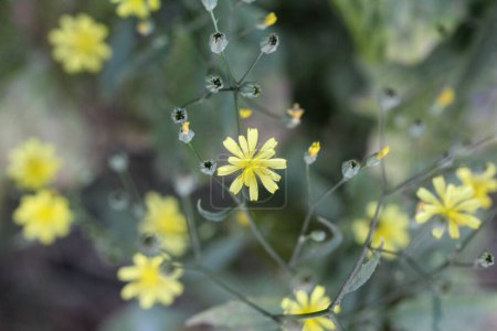 Photo for Lapsana communis, the common nipplewort, blooming in spring - Royalty Free Image