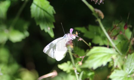 Téléchargez les photos : Pieris rapae, the small white butterfly or small cabbage white, sitting on flower - en image libre de droit